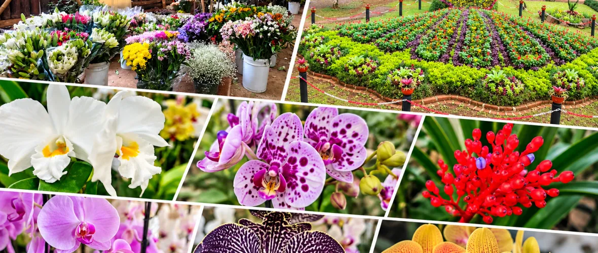 Misiones celebra la apertura de la Fiesta Nacional de la Orquídea y Provincial de la Flor