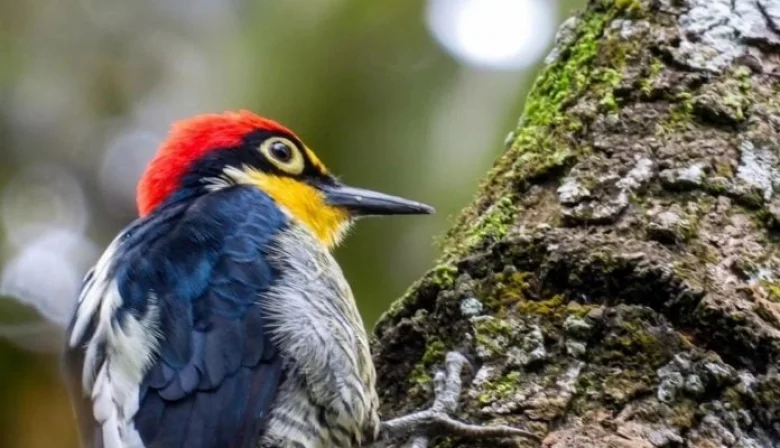 Montecarlo impulsa actividades por el Día Internacional de la Biodiversidad en el Jardín Botánico