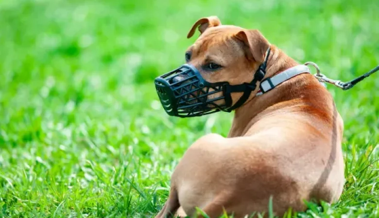Avanza una iniciativa para registrar e identificar mascotas para impulsar la tenencia responsable en la provincia de Misiones