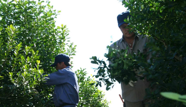 Crisis yerbatera: productores pedirán a Passalacqua y al Obispo apoyo para declarar la emergencia del sector