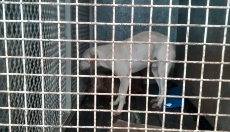 Secuestraron ocho perros y seis gatos en Itaembé Guazú durante un allanamiento por presunto maltrato animal