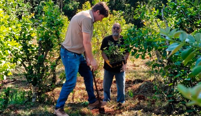 Avanza la arborización de yerbales con especies nativas en Misiones