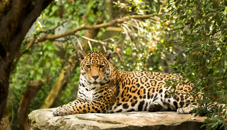 Una red regional busca conectar los ríos de Sudamérica para proteger al yaguareté