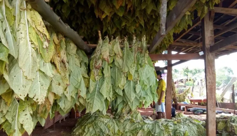 Más de 12 mil productores tabacaleros recibirán nuevo pago del FET