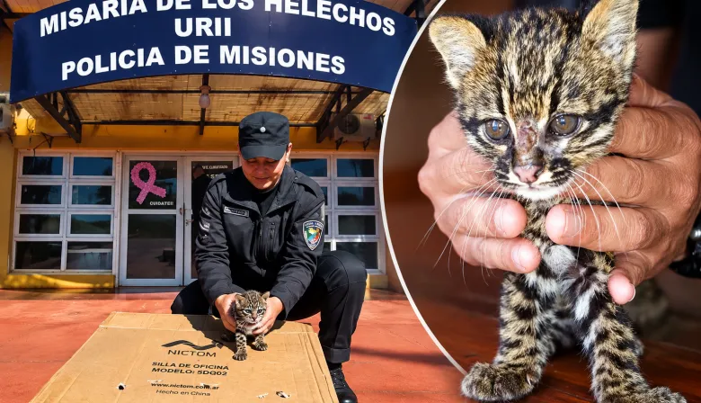 Rescató a un supuesto gatito atacado por perros y descubrió que era un felino silvestre