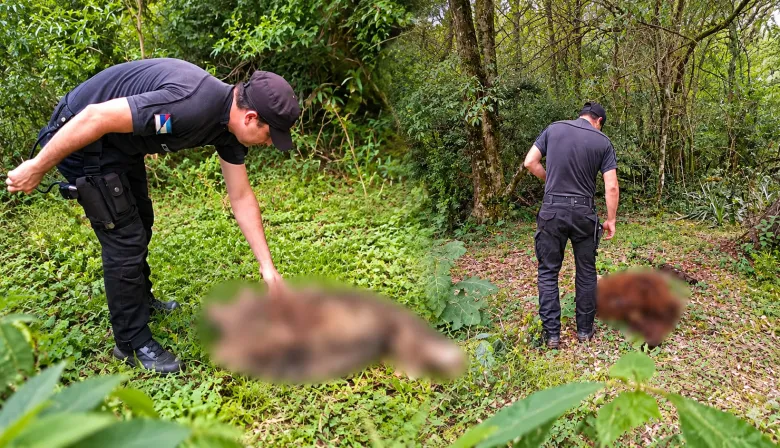 Tercer ataque letal a ovejas en Misiones en una semana