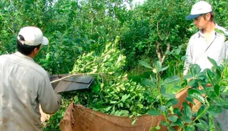 Productores yerbateros de Misiones exigen el rechazo del DNU 70/2023