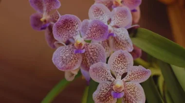 Biotecnología Aplicada a la Producción de Orquídeas: Conservación y avances en Misiones