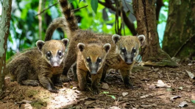 Montecarlo realiza charla por el Día del Animal para frenar el mascotismo