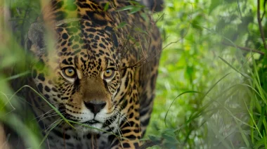 “Estamos cerca del punto de no retorno”: crece la caza furtiva del yaguareté en Misiones