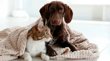 Mascotas y bajas temperaturas: cómo cuidarlas durante el invierno