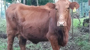 Corrientes: Virasoro se prepara para el Remate Pro a Pro con más de 280 ejemplares de toros y vaquillonas