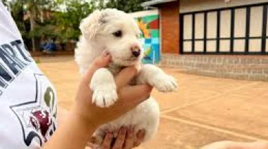 Montecarlo impulsa otra jornada de adopción responsable de mascotas