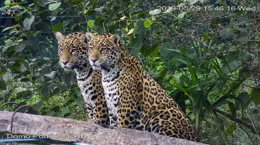 “Locos por la conservación”: Rewilding busca voluntarios para trabajar con yaguaretés en el Parque Nacional Iberá