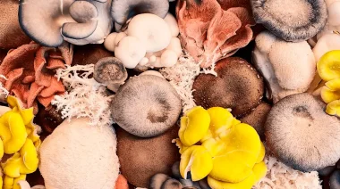 Hongos comestibles y medicinales: Montecarlo recibe charla y guía para identificarlos 