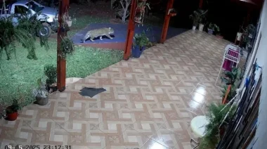 Se volvió viral: un yaguareté irrumpió en el jardín de una casa en Puerto Iguazú