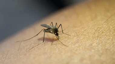Investigadores del CONICET y docentes de la UNaM estudian la yerba mate como antiviral contra el dengue