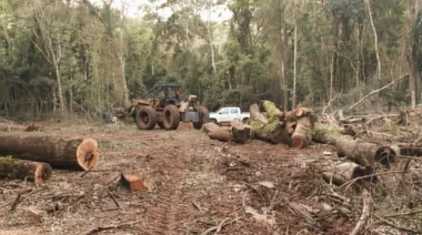 Tragedia en San Vicente: trabajador rural muere aplastado por un árbol en medio de tareas forestales