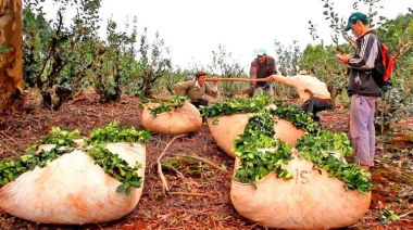 Crisis aguda en el sector yerbatero: ¿Qué está pasando con los pagos de la yerba mate?