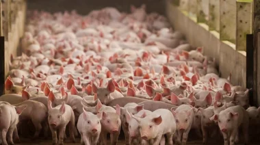 Lo confirmaron datos oficiales: Nunca se consumió tanta carne de cerdo como en 2025