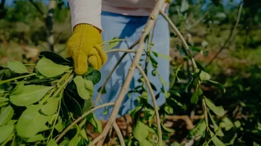 Crisis yerbatera en Misiones: Advierten caída de ingresos, impacto en comercios y concentración de ganancias