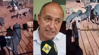 Investigan la desaparición de al menos 20 perros en Guaraní y la causa avanza en la Justicia