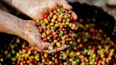Debate abierto en la UNaM: ¿El café podría convertirse en una nueva oportunidad productiva para Misiones?
