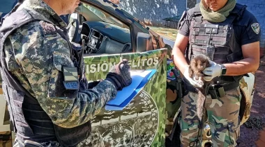 Rescataron a un mono capuchino que vivía cautivo en una casa rural de Caraguatay