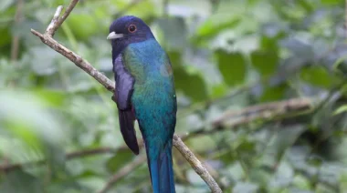 Montecarlo realizará una jornada gratuita de observación de aves en el Jardín Botánico Municipal