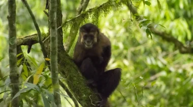 El centro Ohana busca voluntarios veterinarios para rescatar fauna silvestre en Misiones