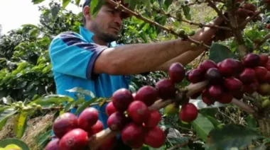 “La crisis productiva no nos debe dejar ciegos a nuevas oportunidades”: Misiones busca impulsar la producción de café y apuntar al mercado internacional
