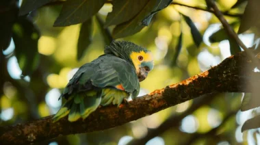 Montecarlo firma convenios en su busqueda de destacar en mapa internacional del avistaje de aves y así potenciar el turismo sustentable