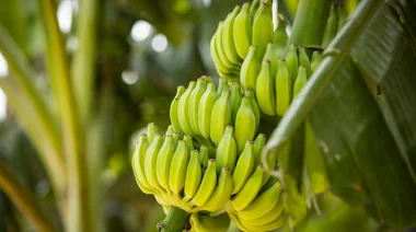 Montecarlo impulsa HOY una capacitación a cargo del INTA sobre frutas tropicales para mejorar la producción de banana y ananá