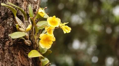 IVATY Montecarlo: La municipalidad impulsa e invita a vecinos a generar un corredor biológico con árboles frutales nativos, flores y orquídeas