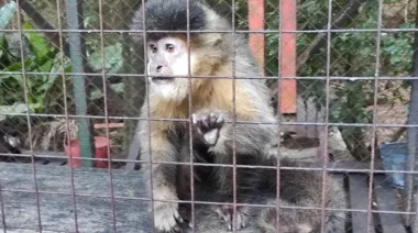 Fundación Ohana impulsó un amparo judicial contra el Zoo-Bal-Park: 