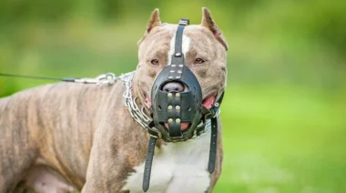 Misiones reglamenta la tenencia de perros potencialmente peligrosos: ¿Qué cambia con la nueva ley?