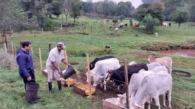Arroyo del Medio: dejando el cultivo del tabaco, pequeños productores fortalecen la ganadería como oportunidad de desarrollo