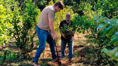 Avanza la arborización de yerbales con especies nativas en Misiones