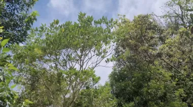Viento de hasta 100 km/h y granizo: anticipan un fuerte temporal en Misiones