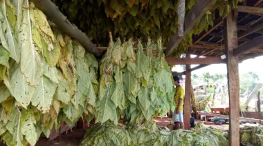 Más de 12 mil productores tabacaleros recibirán nuevo pago del FET