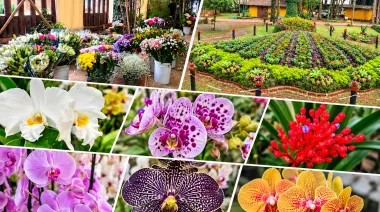 Misiones celebra la apertura de la Fiesta Nacional de la Orquídea y Provincial de la Flor