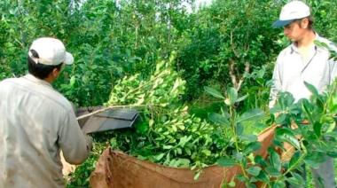Productores yerbateros de Misiones exigen el rechazo del DNU 70/2023