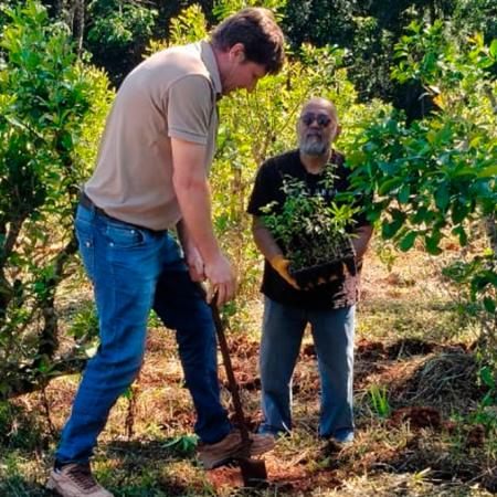 Avanza la arborización de yerbales con especies nativas en Misiones