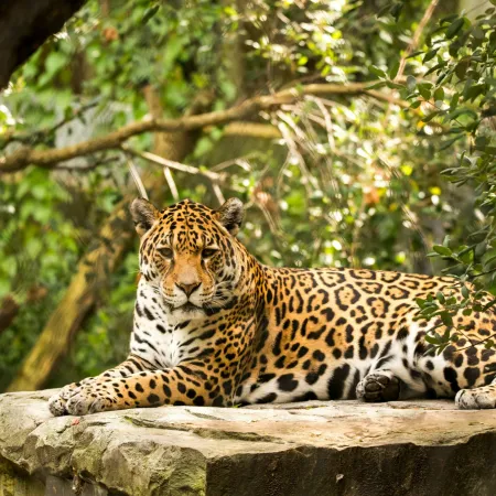 Una red regional busca conectar los ríos de Sudamérica para proteger al yaguareté