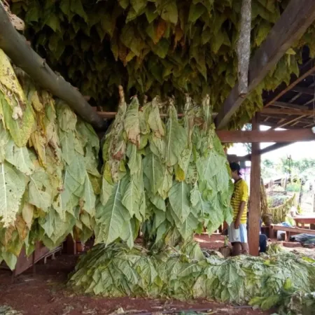 Más de 12 mil productores tabacaleros recibirán nuevo pago del FET