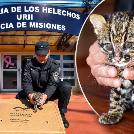 Rescató a un supuesto gatito atacado por perros y descubrió que era un felino silvestre