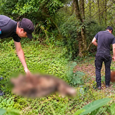 Tercer ataque letal a ovejas en Misiones en una semana
