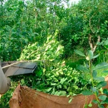 Productores yerbateros de Misiones exigen el rechazo del DNU 70/2023