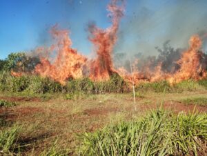 10 hectáreas arrasadas por un incendio en Santa Ana